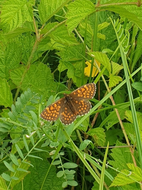 Melitaea aurelia - recés tarkalepke
