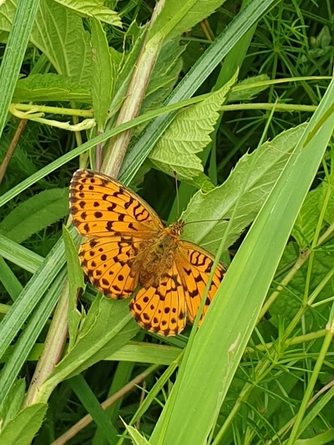 Brenthis daphne - málna-gyöngyházlepke