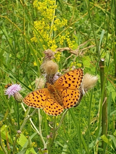 Brenthis daphne - málna-gyöngyházlepke