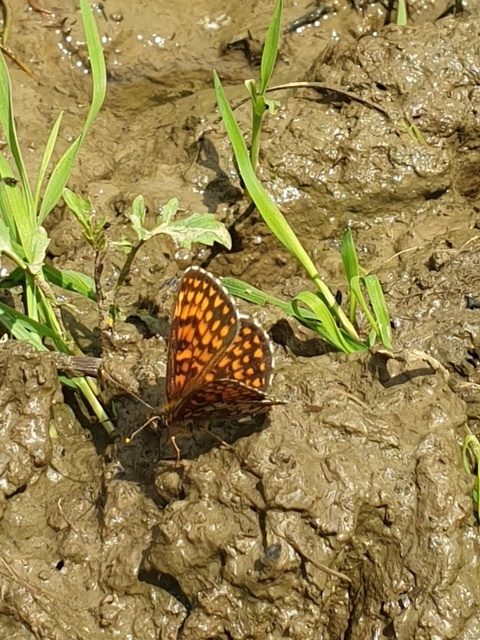 Melitaea aurelia - recés tarkalepke
