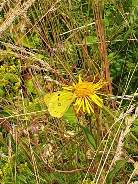 Colias alfacariensis - déli kéneslepke