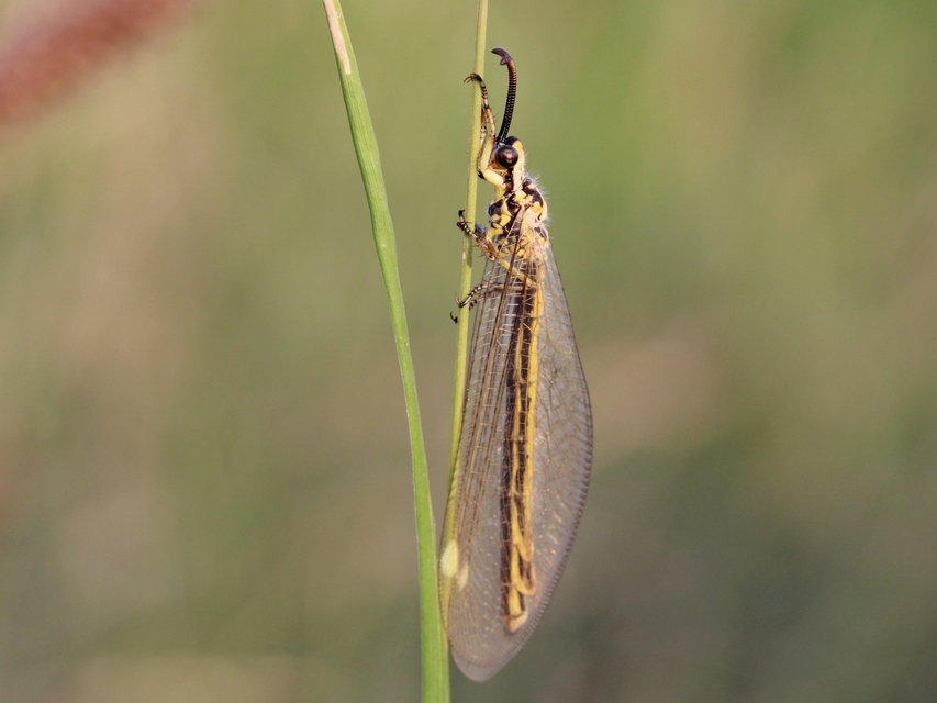Myrmecaelurus trigrammus - hangyafarkas