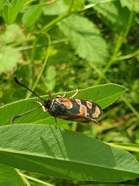 Zygaena carniolica - fehérgyűrűs csüngőlepke