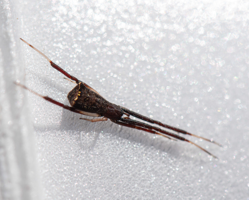 Episinus truncatus - csonka törpepók