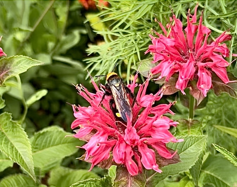 Megascolia maculata - óriás-tőrösdarázs