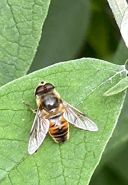 Eristalis tenax - közönséges herelégy