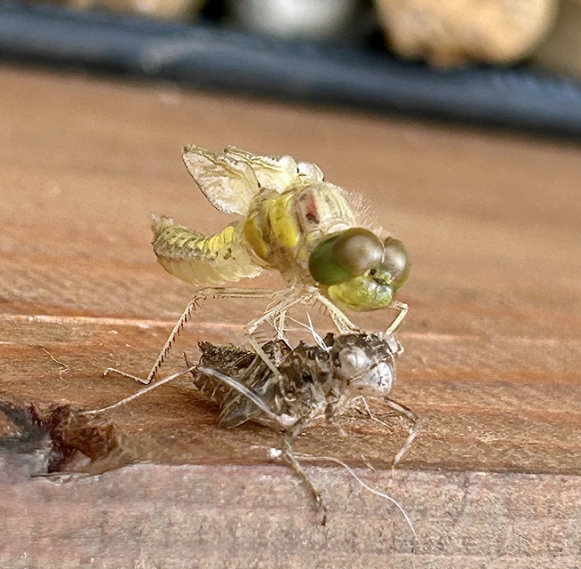 Sympetrum striolatum - harántsávos katona-szitakötő