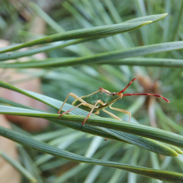 Gonocerus juniperi - boróka-karimáspoloska