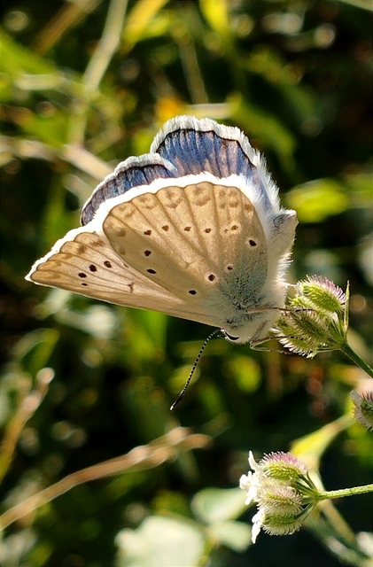 Polyommatus daphnis - csipkés boglárka