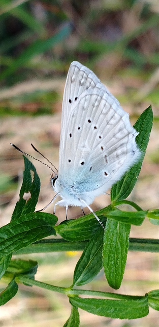 Polyommatus daphnis - csipkés boglárka