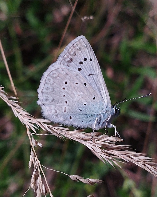 Polyommatus daphnis - csipkés boglárka