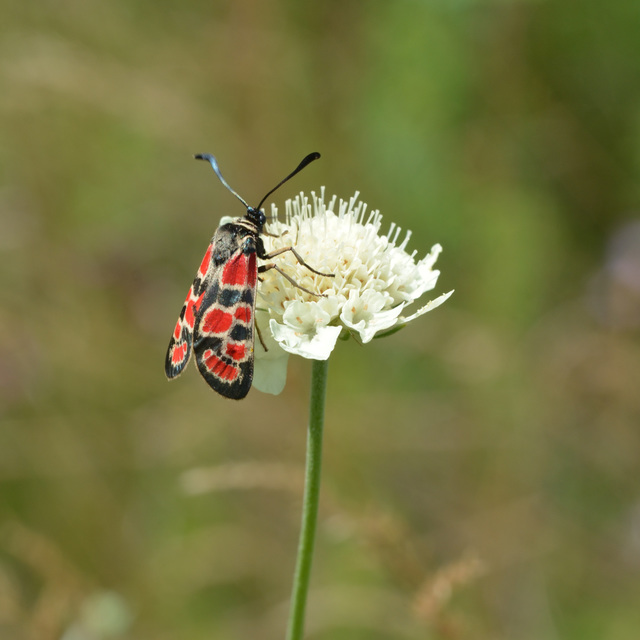 Zygaena carniolica - fehérgyűrűs csüngőlepke