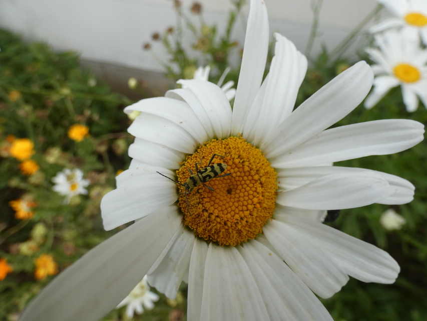Chlorophorus varius - díszes darázscincér