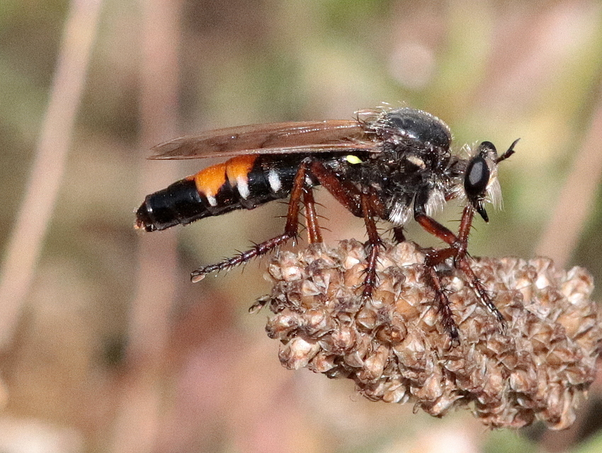 Dasypogon