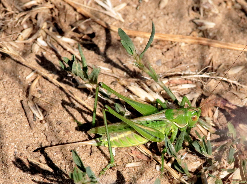 Gampsocleis glabra - tőrös szöcske
