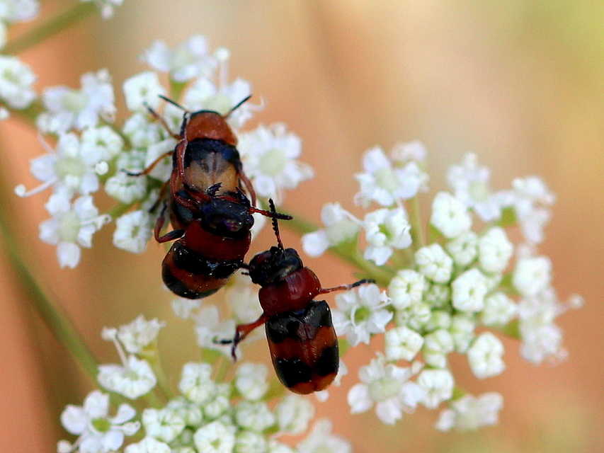 Coptocephala unifasciata - sárgalábú hullóbogár