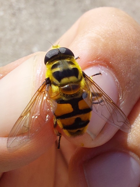 Myathropa florea - halálfejes odúlégy