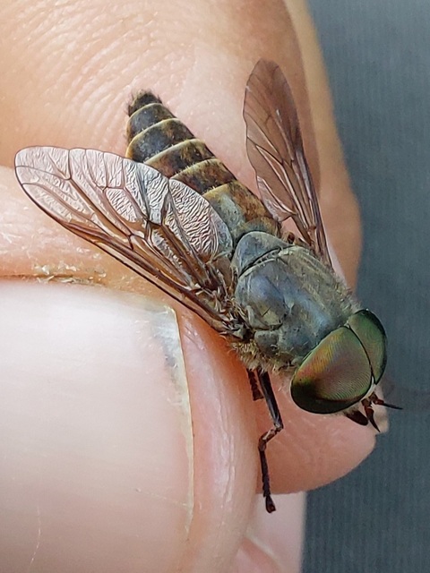 Tabanidae - böglyök
