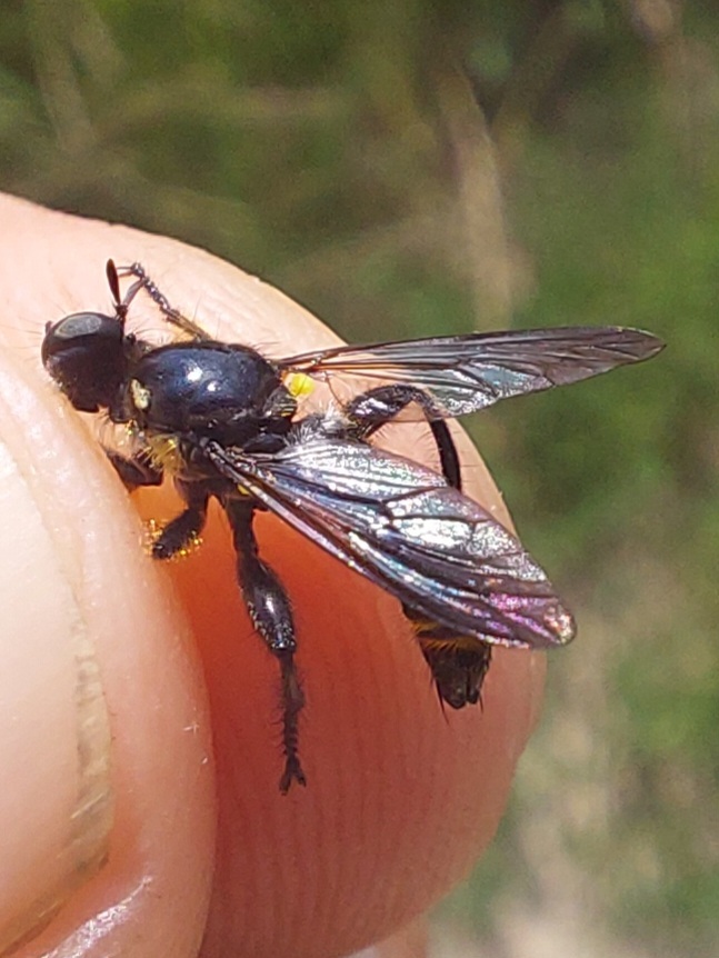 Choerades fimbriata