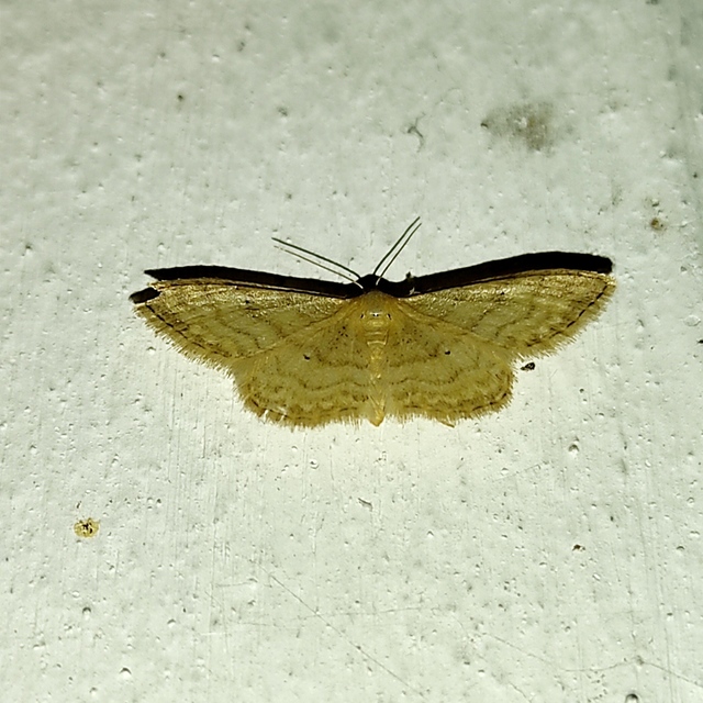 Idaea dilutaria - napvirág-apróaraszoló