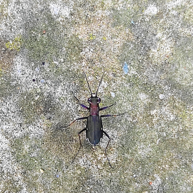 Cylindera germanica - parlagi homokfutrinka