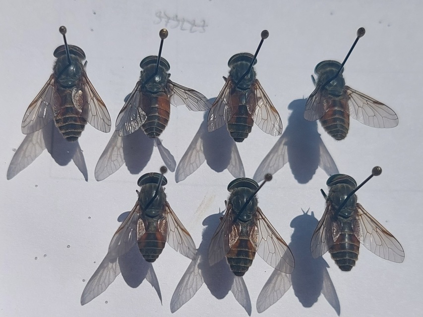 Tabanidae - böglyök