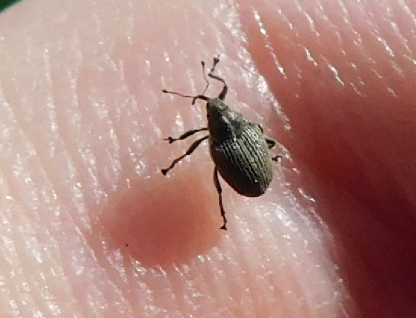 Ceutorhynchus obstrictus - repcebecő-ceutormányos