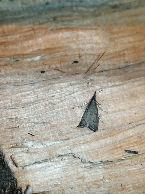 Platytes cerussella - törpe fűgyökérmoly