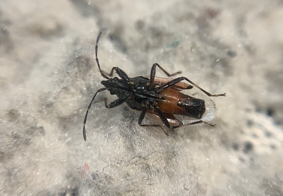 Oxycarenus lavaterae - hársbodobács