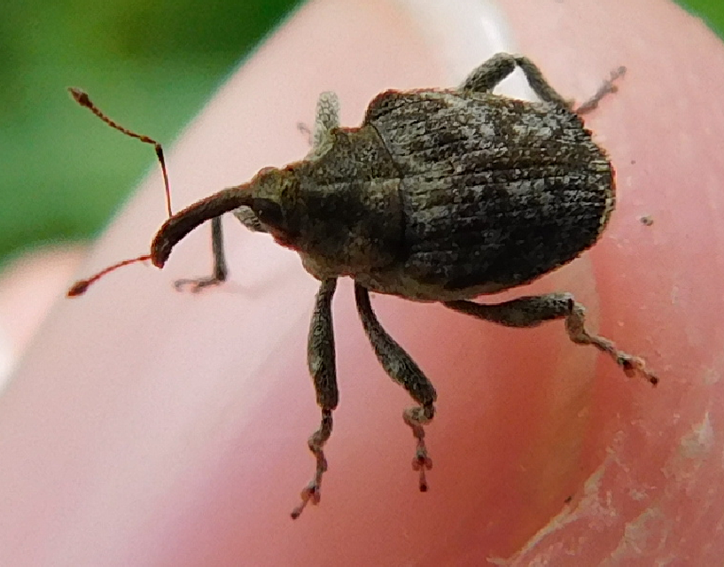 Parethelcus pollinarius - csalánporzó ormányos