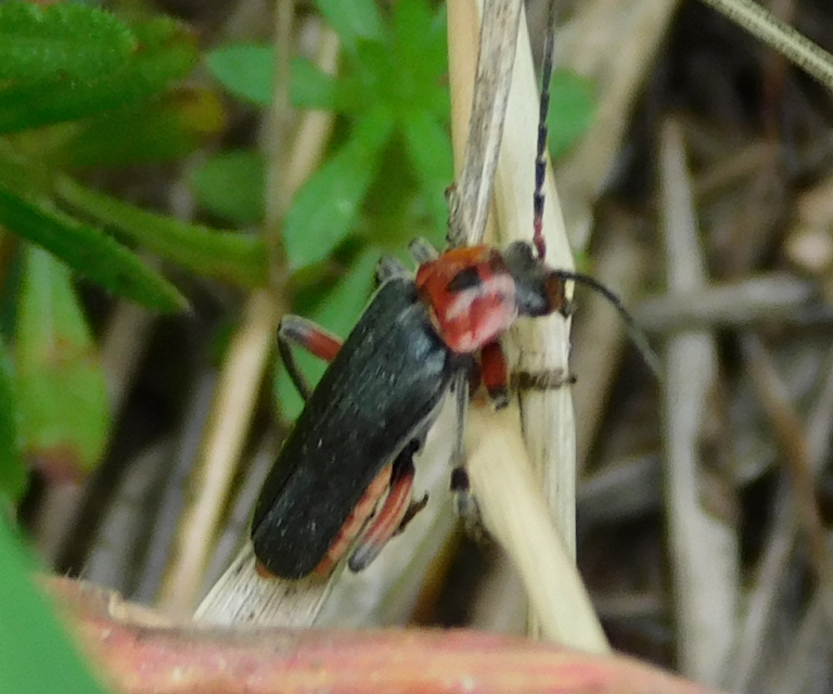 Cantharis rustica - suszterbogár