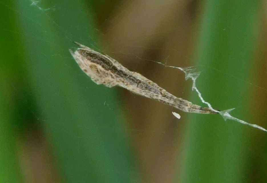 Uloborus walckenaerius - derespók