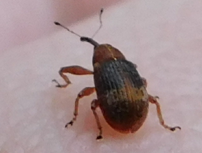 Anthonomus ulmi - szilfa-bimbólikasztó Anthonomus ulmi - szilfa-bimbólikasztó