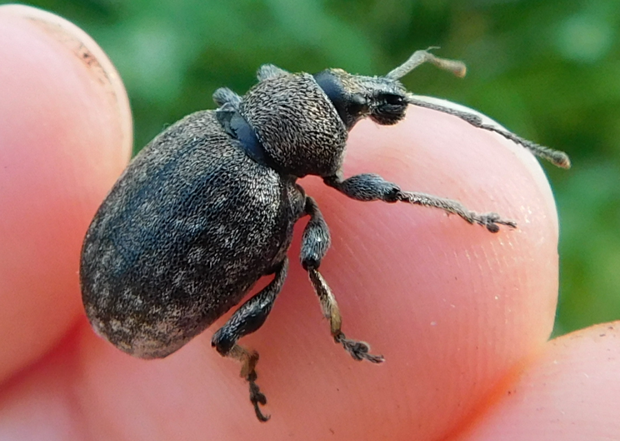Otiorhynchus ligustici - vincellér-gyalogormányos