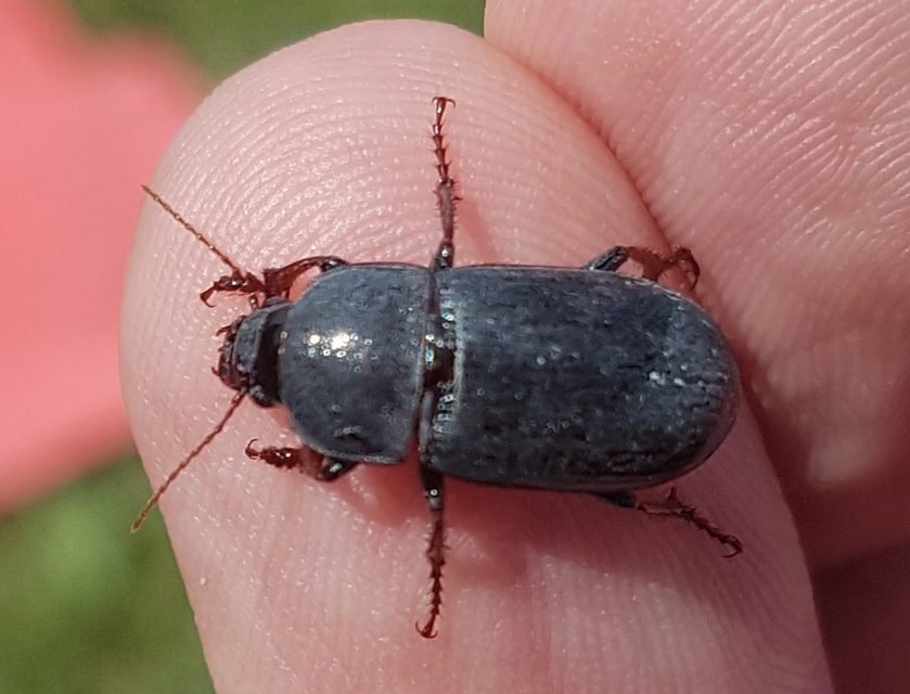 Zabrus tenebrioides - gabonafutó
