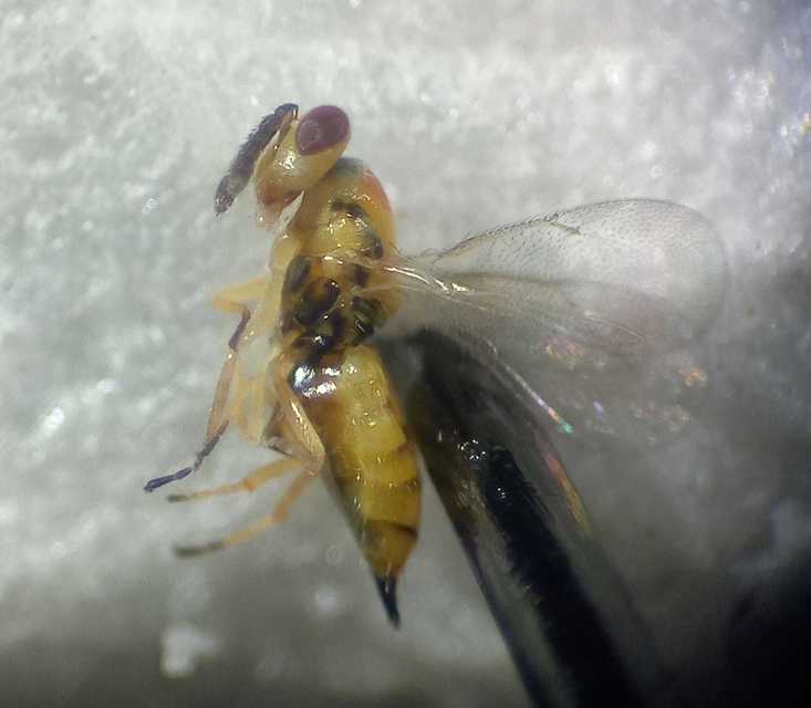 Aprostocetus