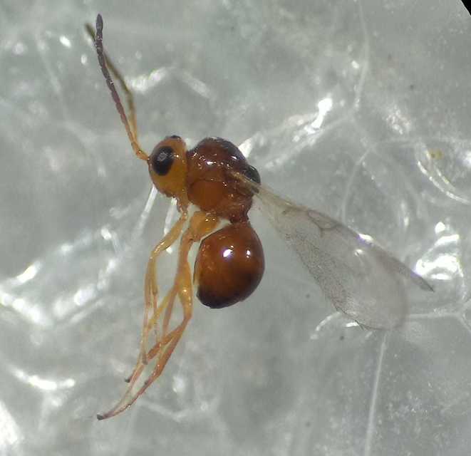 Alloxysta