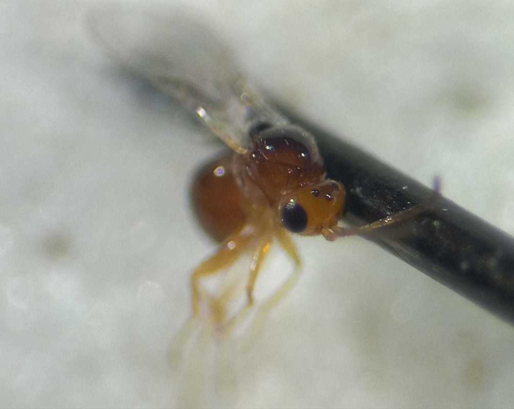 Alloxysta
