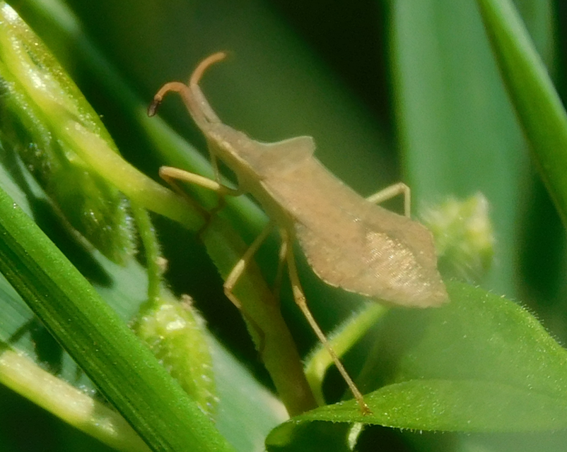 Syromastus rhombeus - vitorlás karimáspoloska