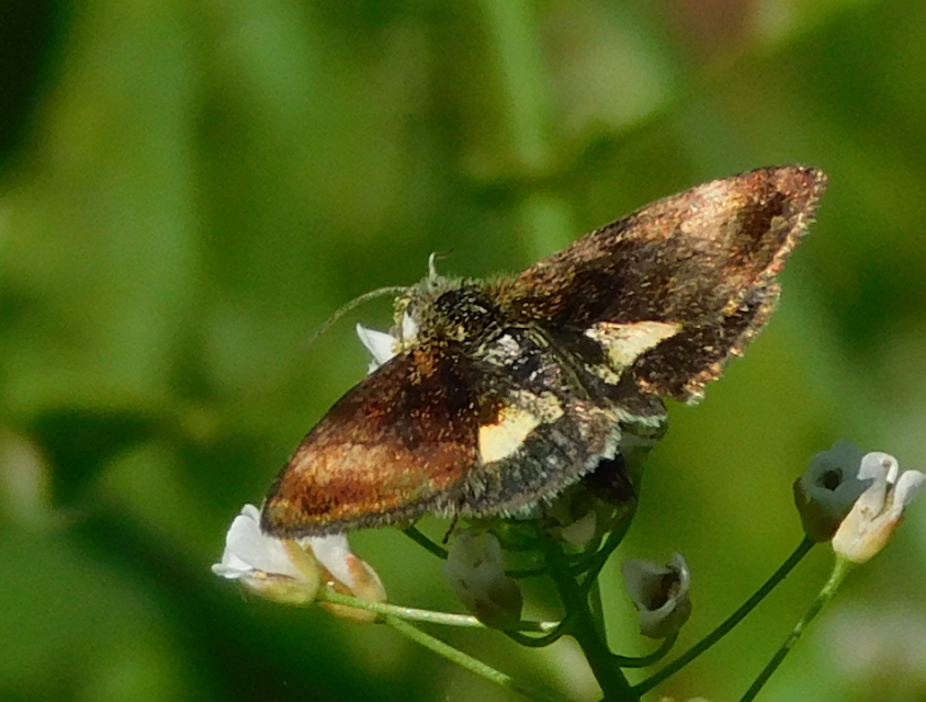 Panemeria tenebrata - apró sárgabagoly