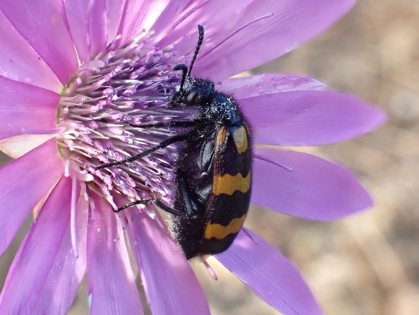 Mylabris variabilis - szalagos hólyaghúzó Mylabris variabilis - szalagos hólyaghúzó