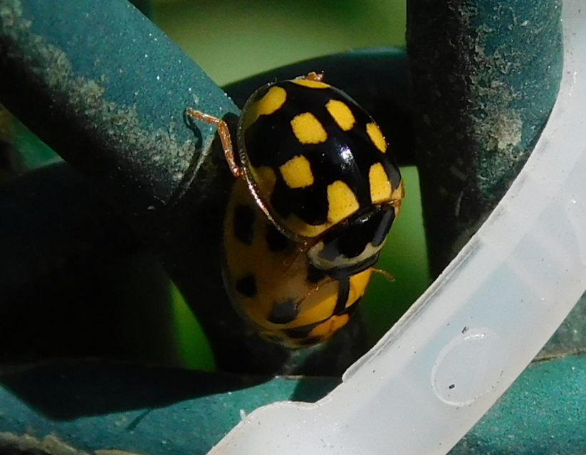 Propylea quatuordecimpunctata - tizennégypettyes füsskata
