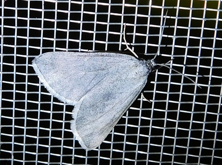 Lithostege griseata - szürke araszoló