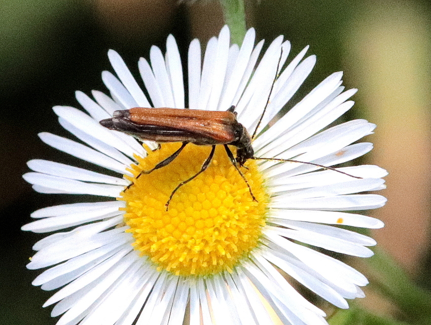 Oedemera femorata - sárgahátú álcincér