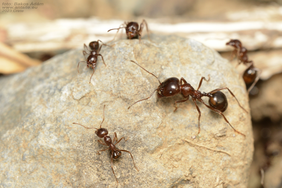 Messor wasmanni
