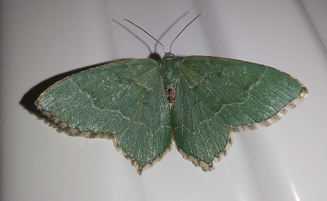 Hemithea aestivaria - nyír-zöldaraszoló