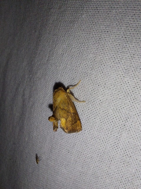Apoda limacodes - kagylólepke