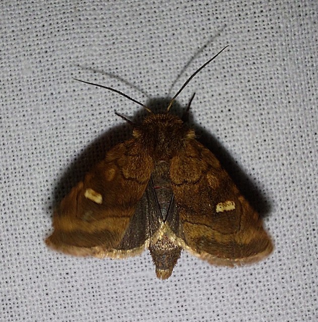Eriopygodes imbecilla - butabagoly