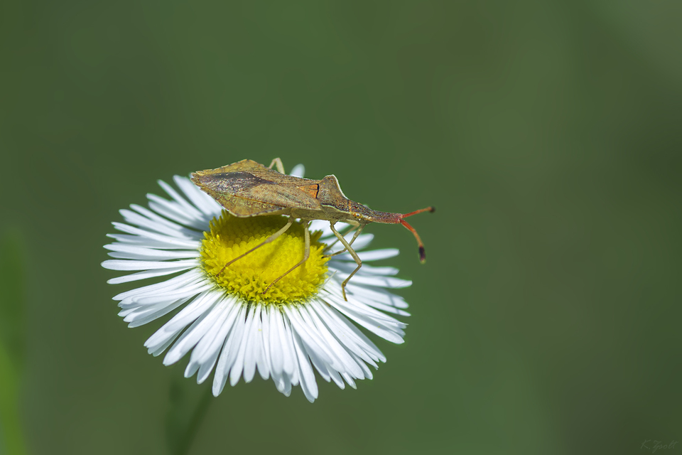 Syromastus rhombeus - vitorlás karimáspoloska