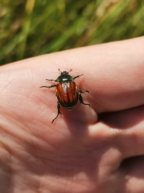 Anisoplia tempestiva - gabonaszipoly